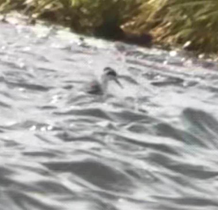 Red-necked Phalarope - ML522069061