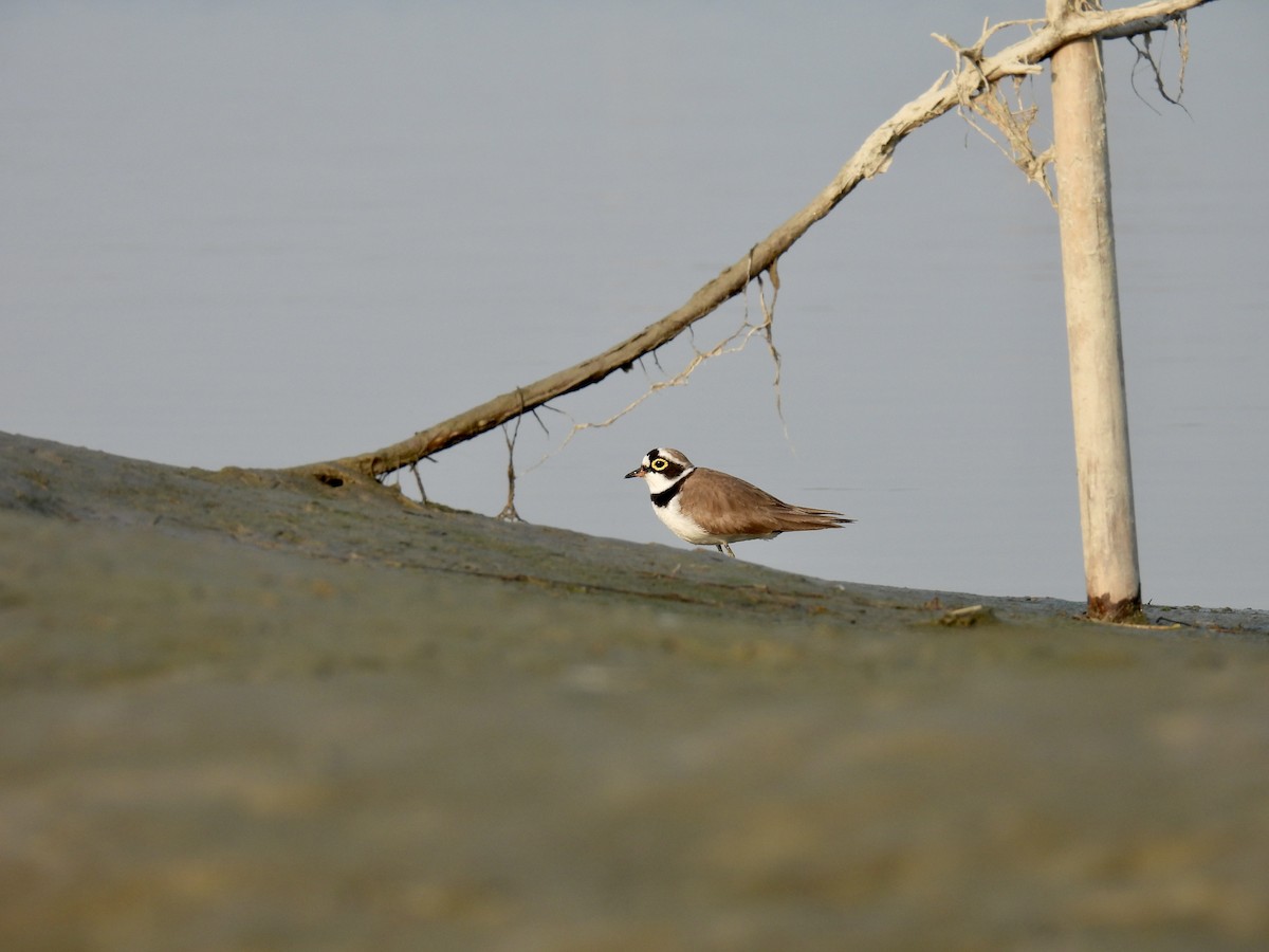 Little Ringed Plover - ML522069141