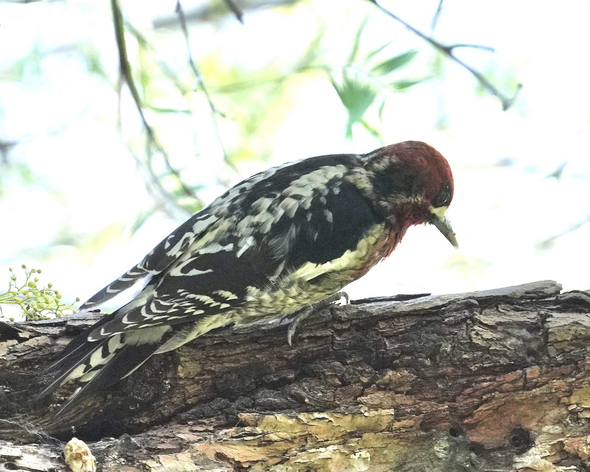 Red-breasted Sapsucker - ML522069451
