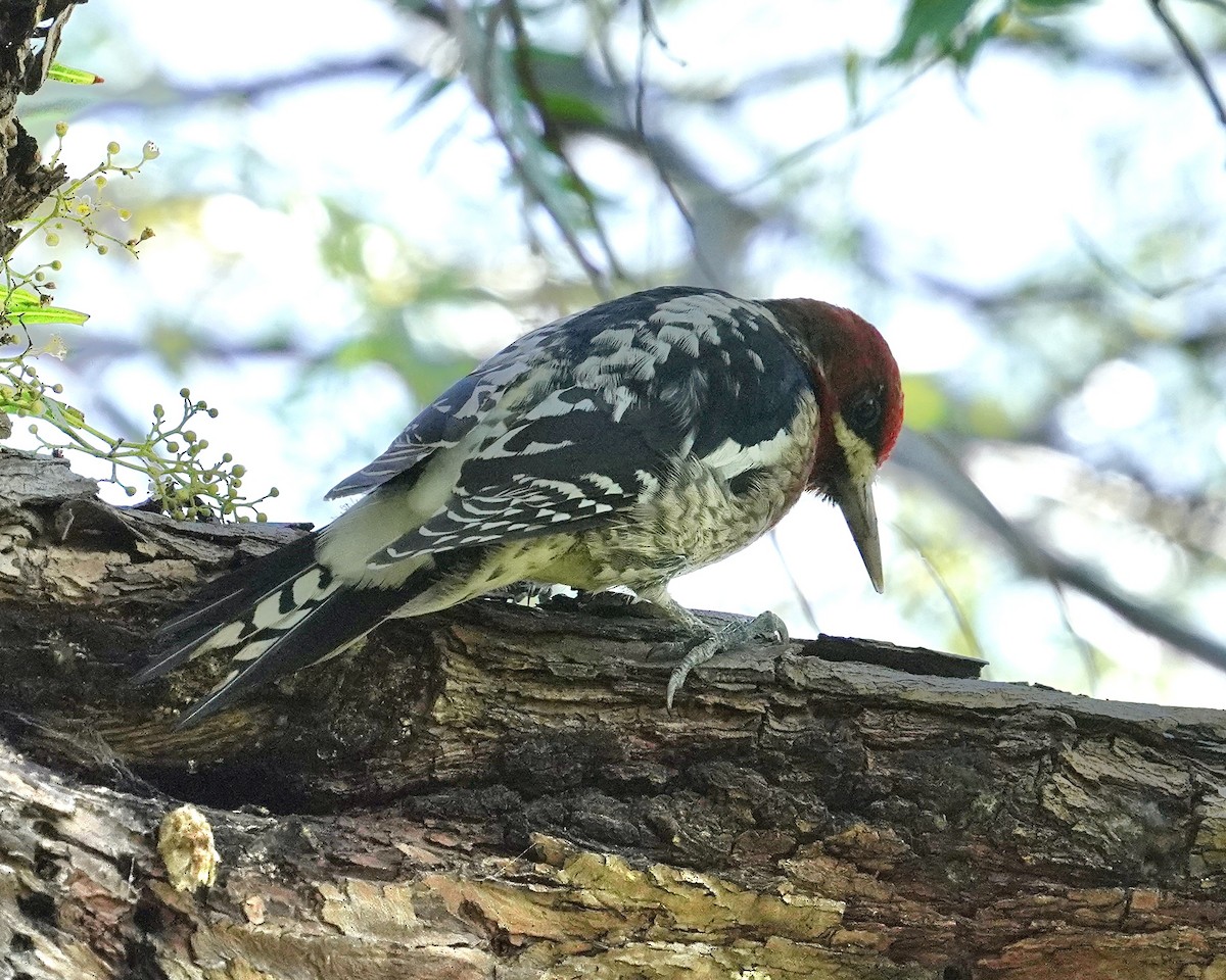 Red-breasted Sapsucker - ML522069471