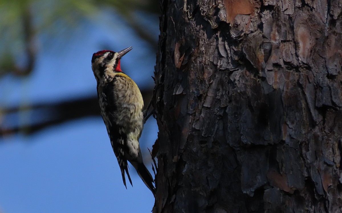 Yellow-bellied Sapsucker - ML522070471