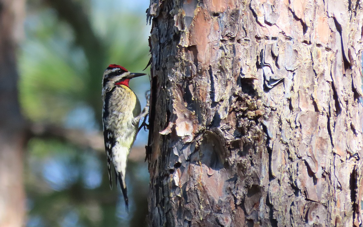 Yellow-bellied Sapsucker - ML522071071