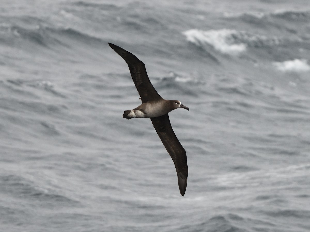 Albatros à pieds noirs - ML522071361