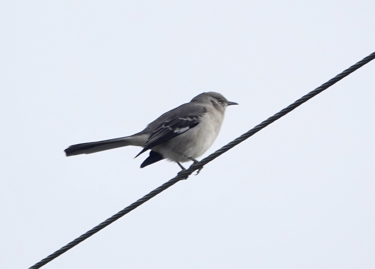 Northern Mockingbird - ML522071731