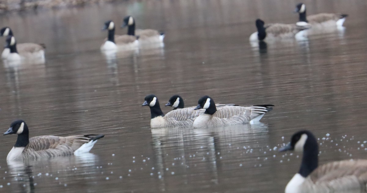 Cackling Goose - ML522071801