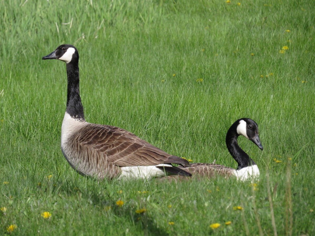 Canada Goose - ML522071831