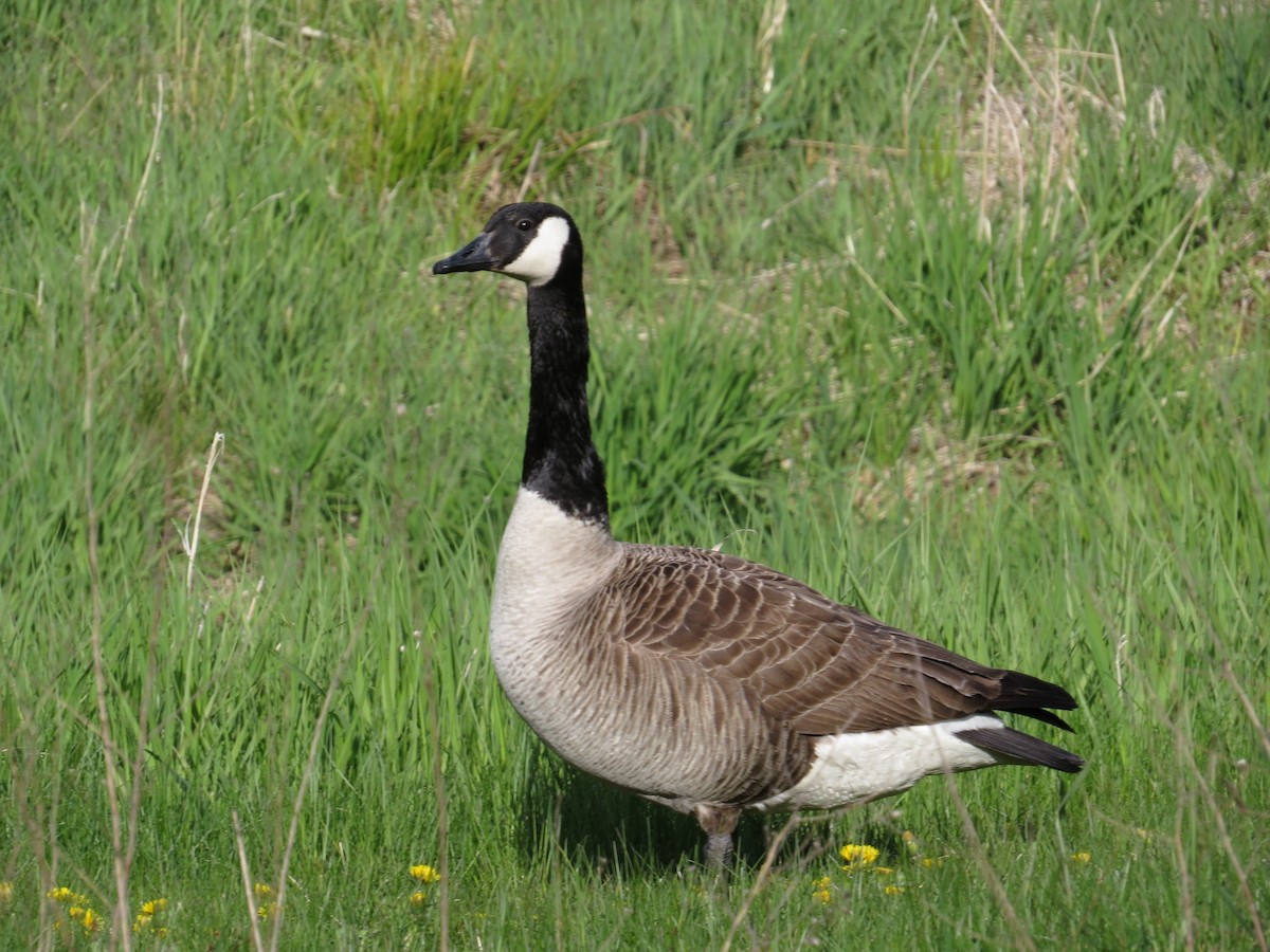 Canada Goose - Fred Yost