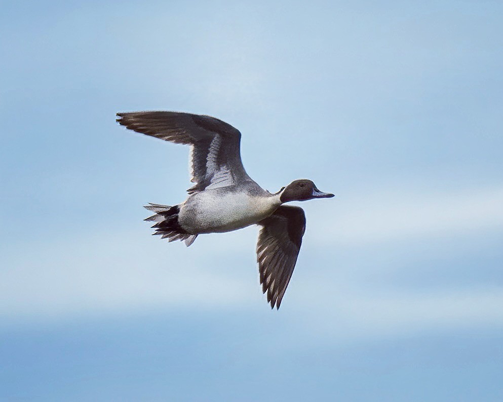 Northern Pintail - Jon Garcia