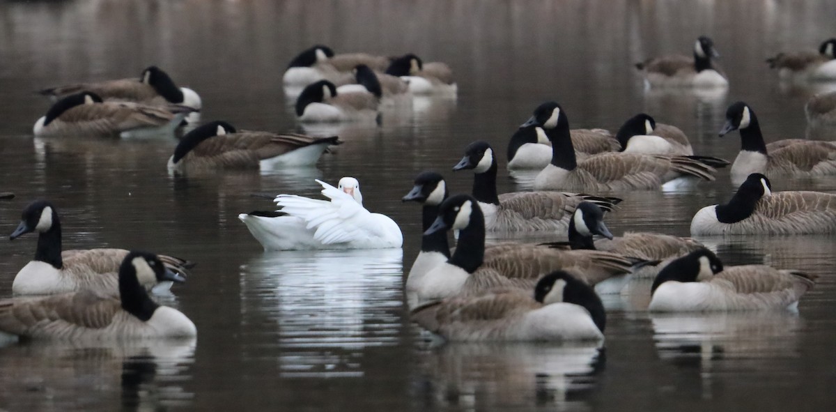 Snow Goose - ML522072681