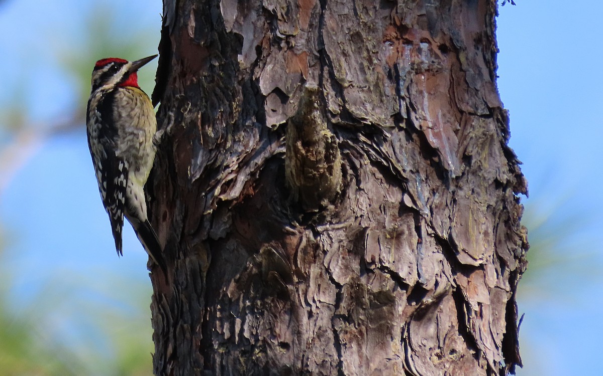 Yellow-bellied Sapsucker - ML522072871