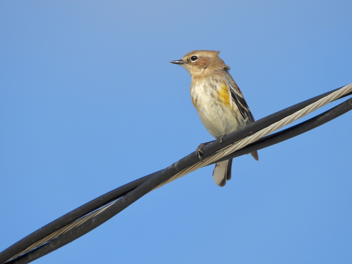 Yellow-rumped Warbler - Jose Antonio R Pasos Perez