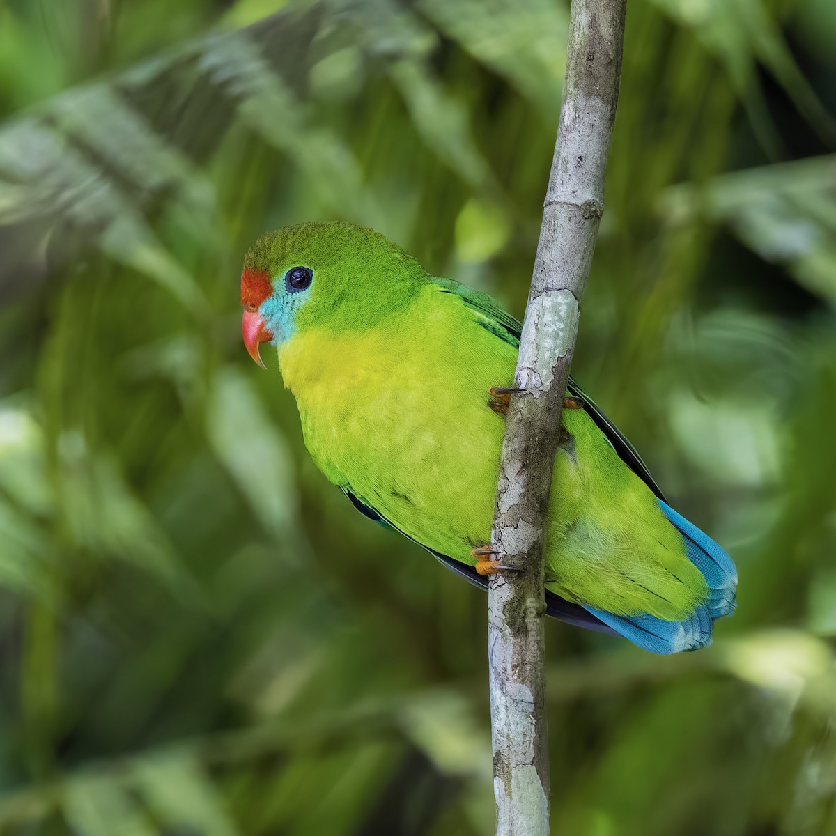 Philippine Hanging-Parrot - Jon Garcia