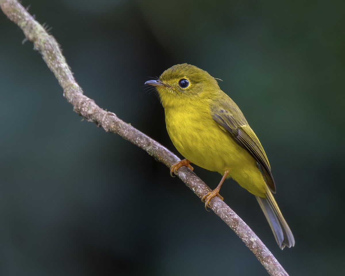 Citrine Canary-Flycatcher - ML522073551