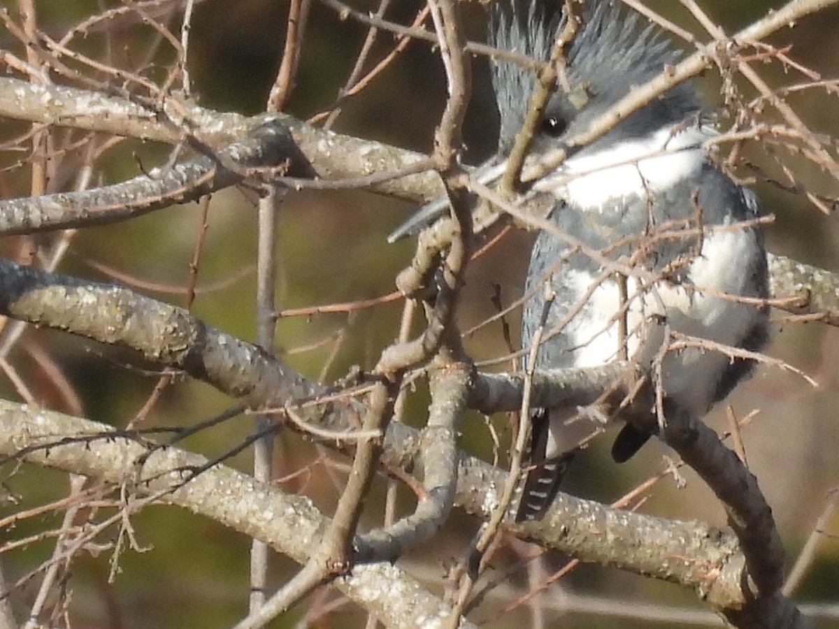 Belted Kingfisher - ML522073591