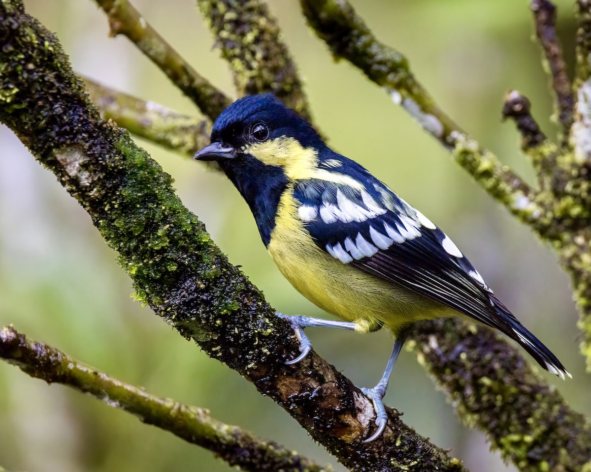 Elegant Tit - ML522073711