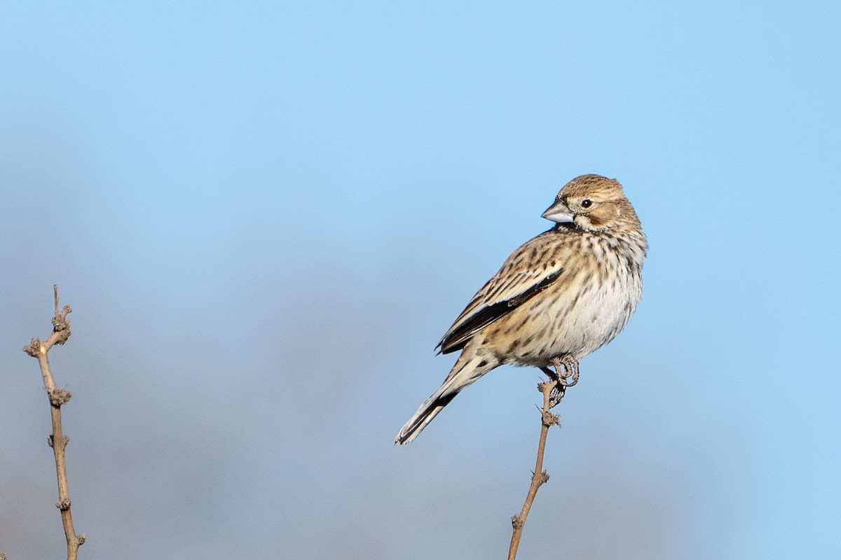 Lark Bunting - ML522073801