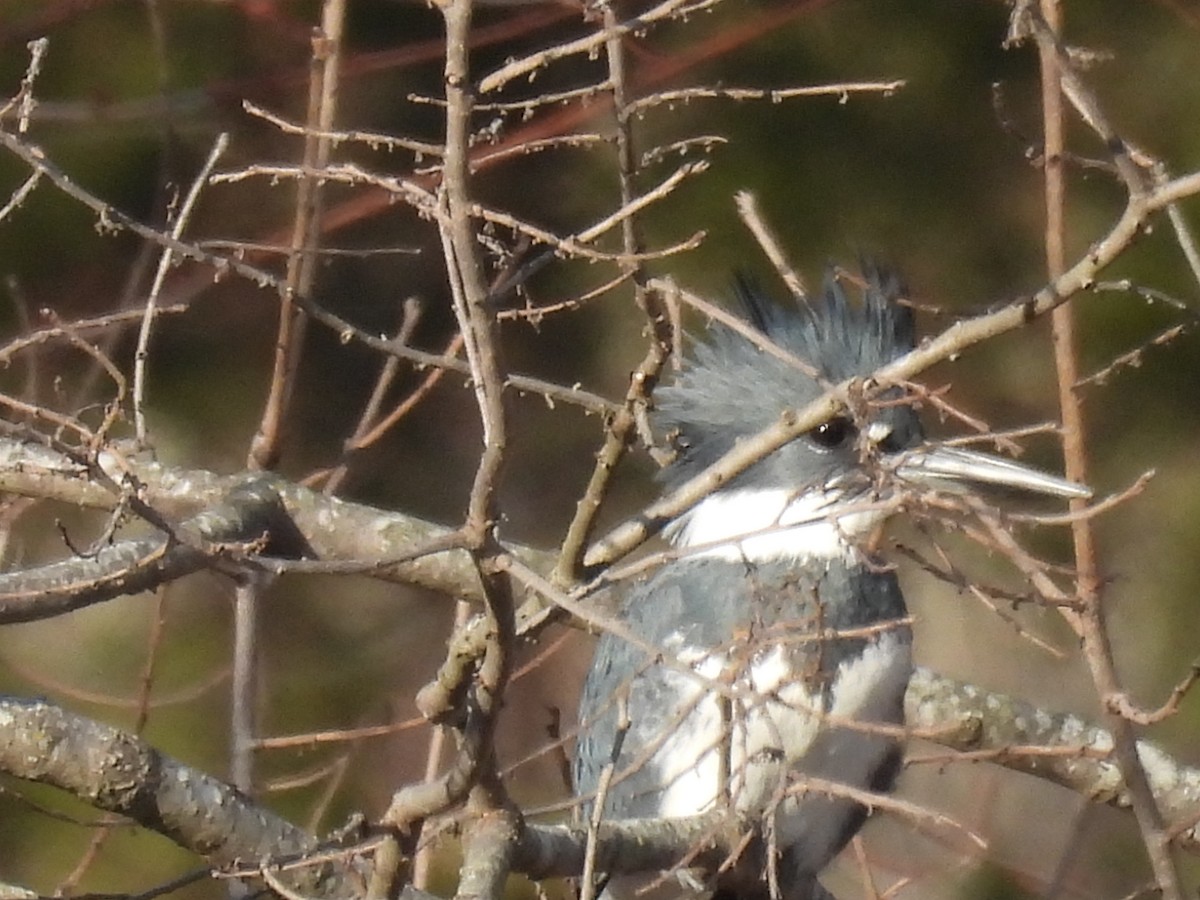 Belted Kingfisher - ML522073871