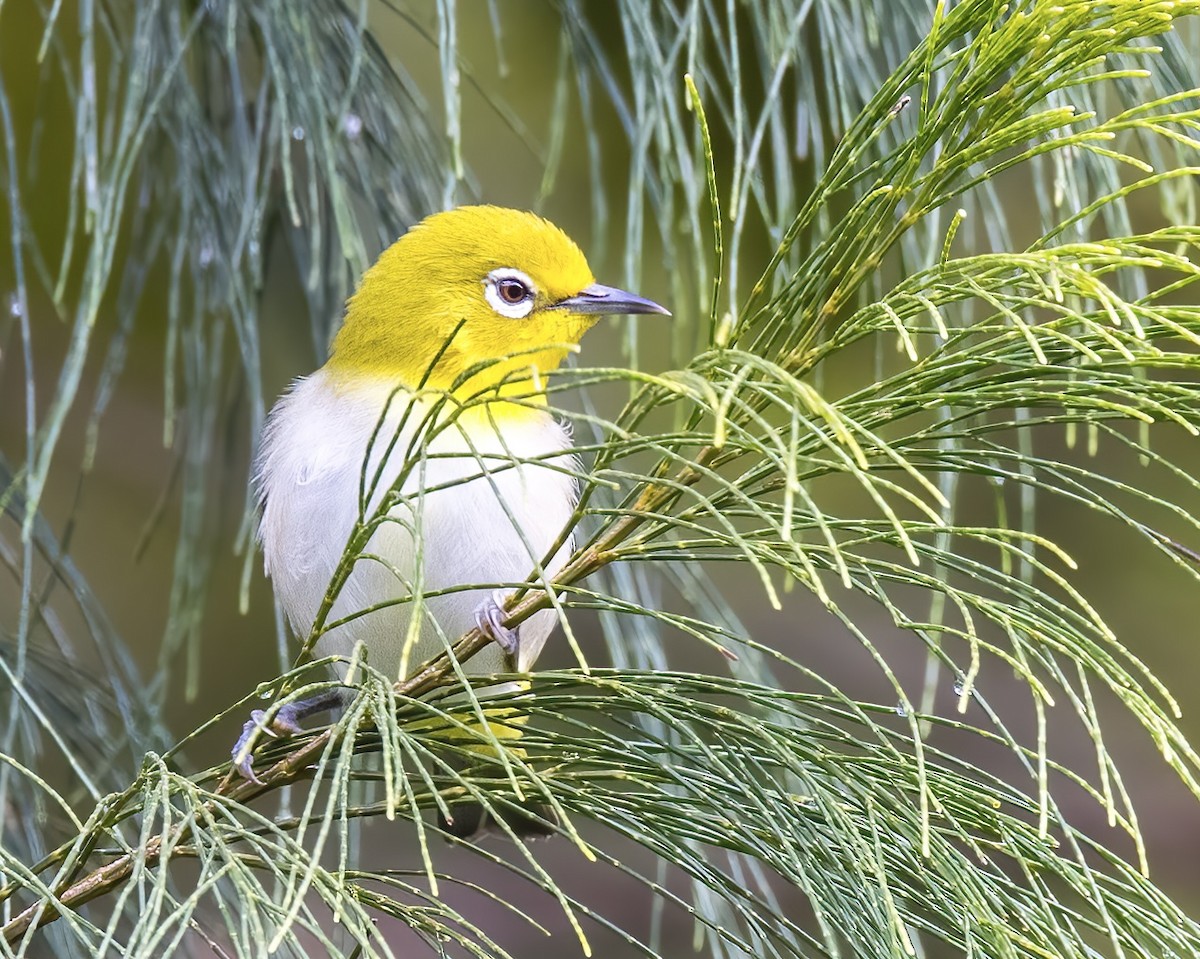 Lowland White-eye - ML522073911