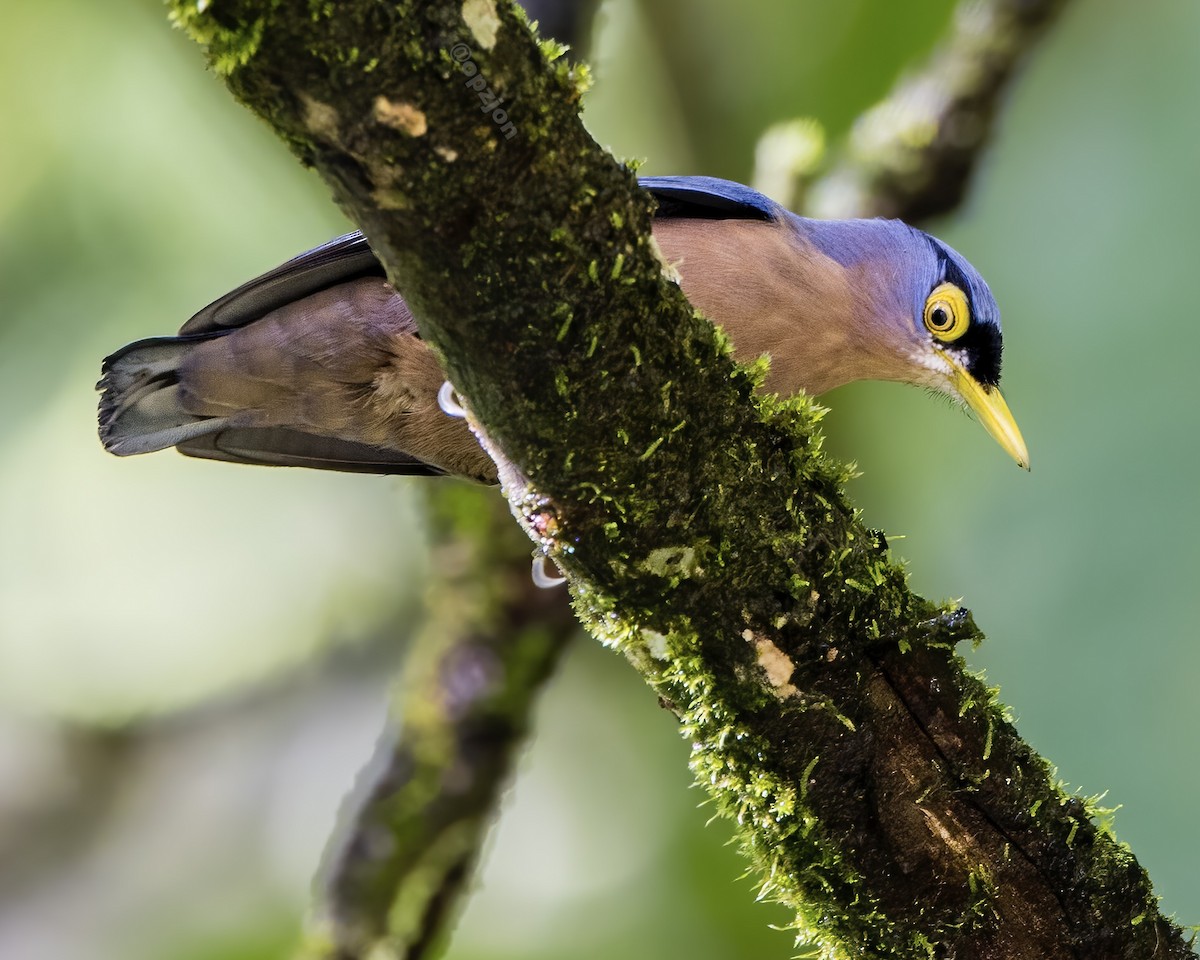 Sulphur-billed Nuthatch - ML522073981