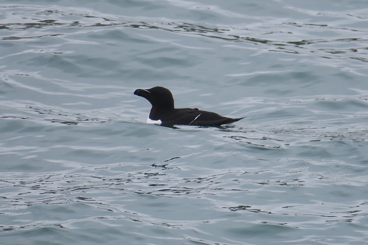 Razorbill - ML522074071