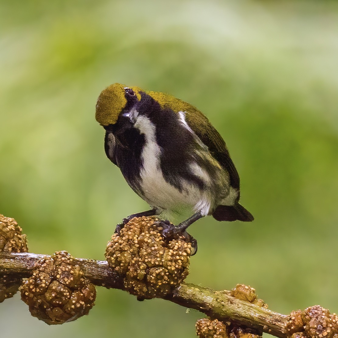 Olive-backed Flowerpecker - ML522074121