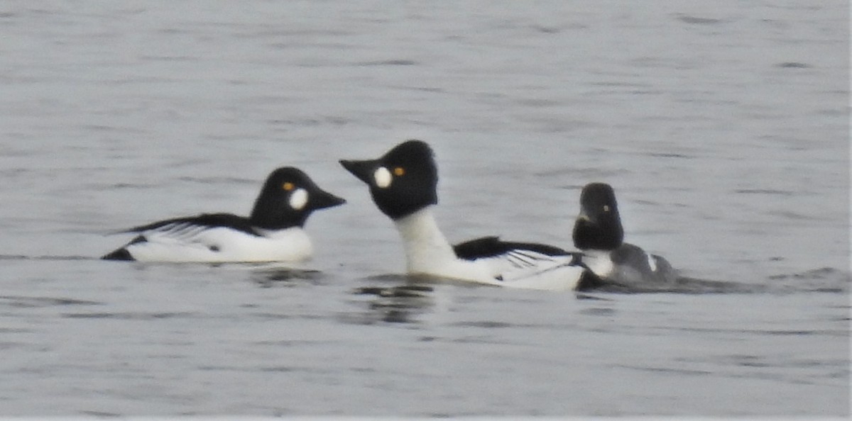 Common Goldeneye - Carolyn Mathur