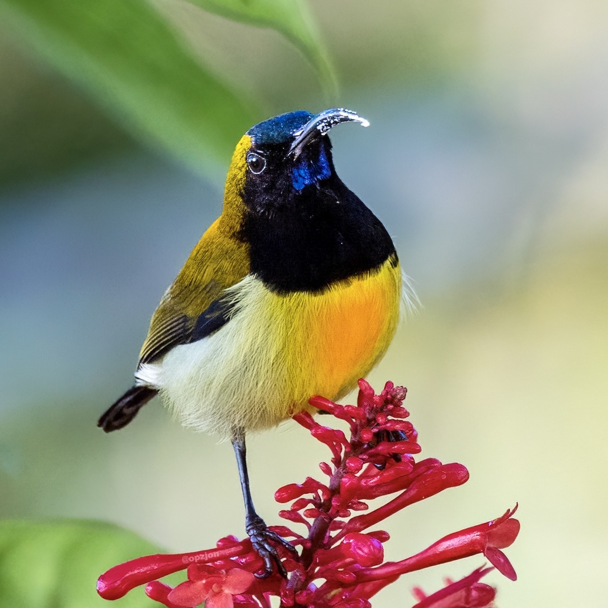 Flaming Sunbird - ML522074291