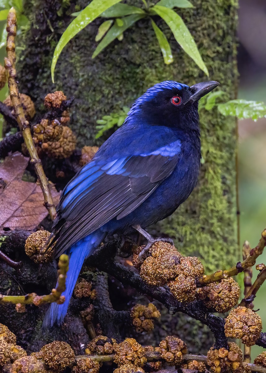 Philippine Fairy-bluebird - Jon Garcia