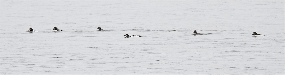 Common Goldeneye - Carolyn Mathur