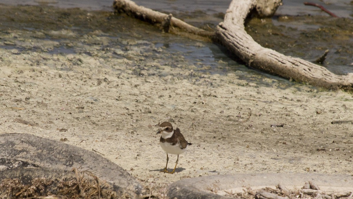 Semipalmated Plover - ML522075631