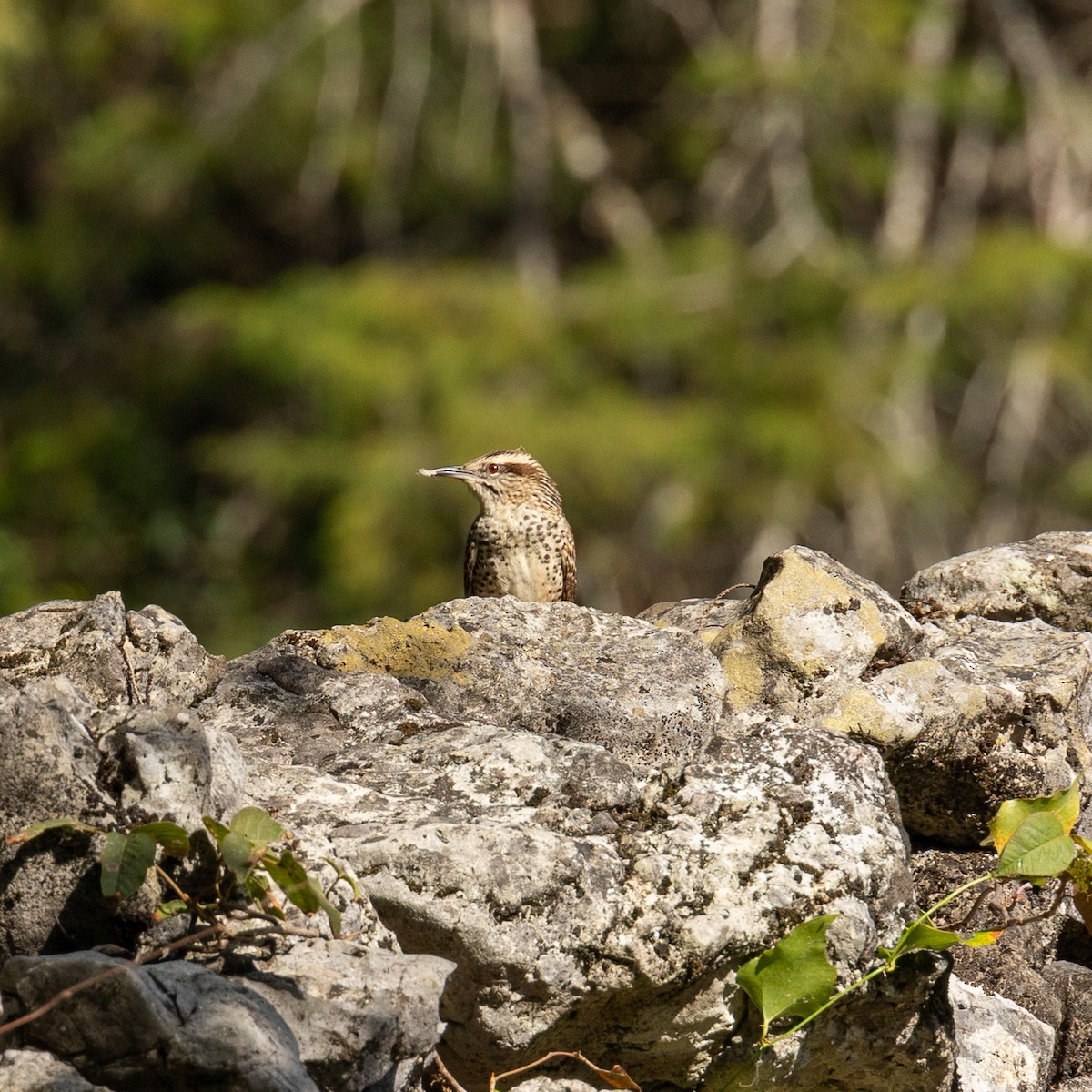 Spotted Wren - Juan Degetau Sada