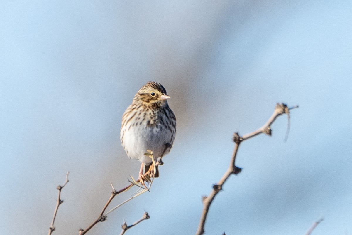 Savannah Sparrow - ML522077211