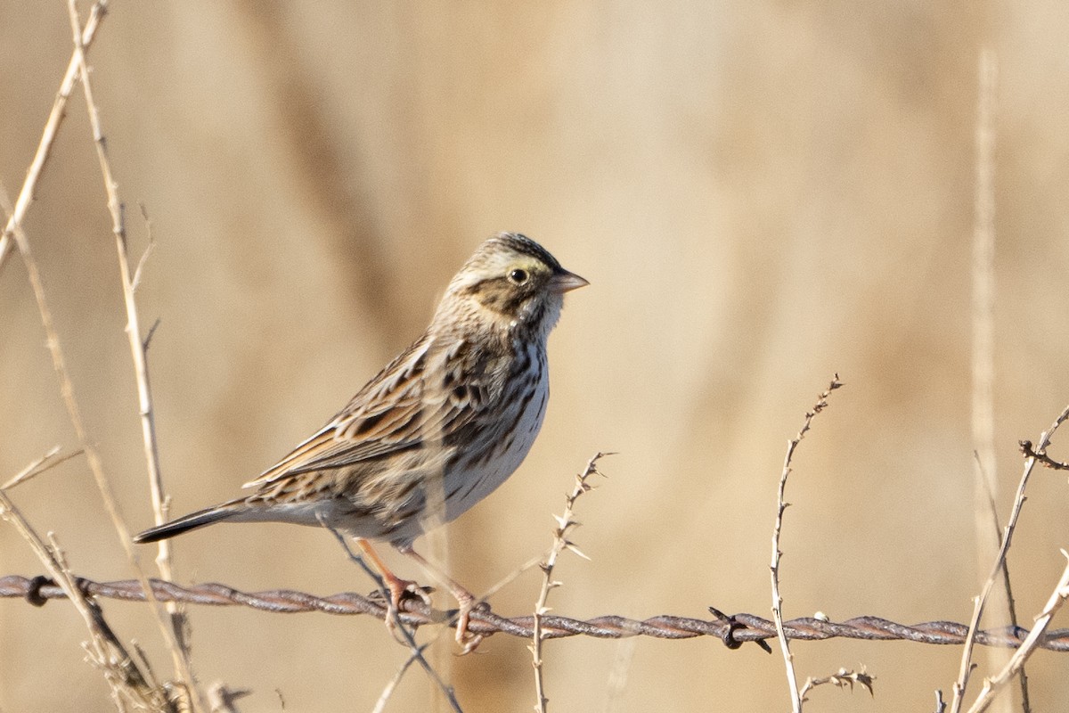 Savannah Sparrow - ML522077221