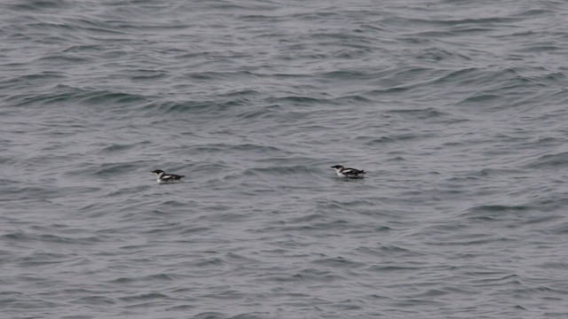 Marbled Murrelet - ML522077341