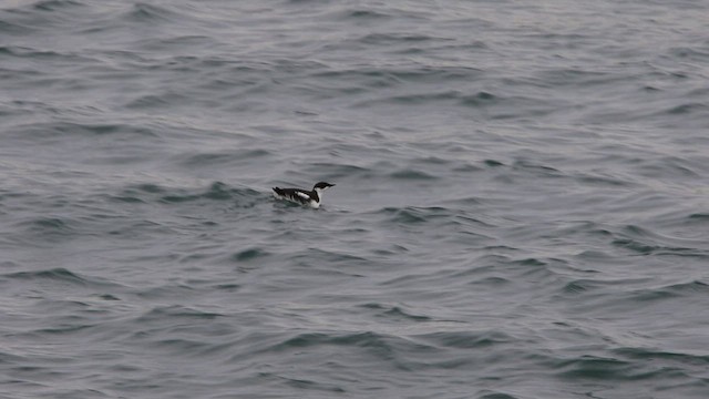 Marbled Murrelet - ML522077361