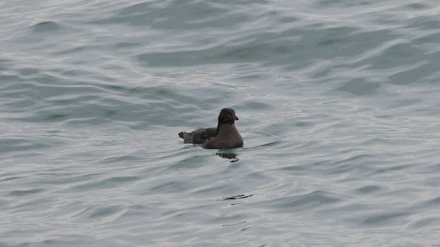 Rhinoceros Auklet - ML522077531