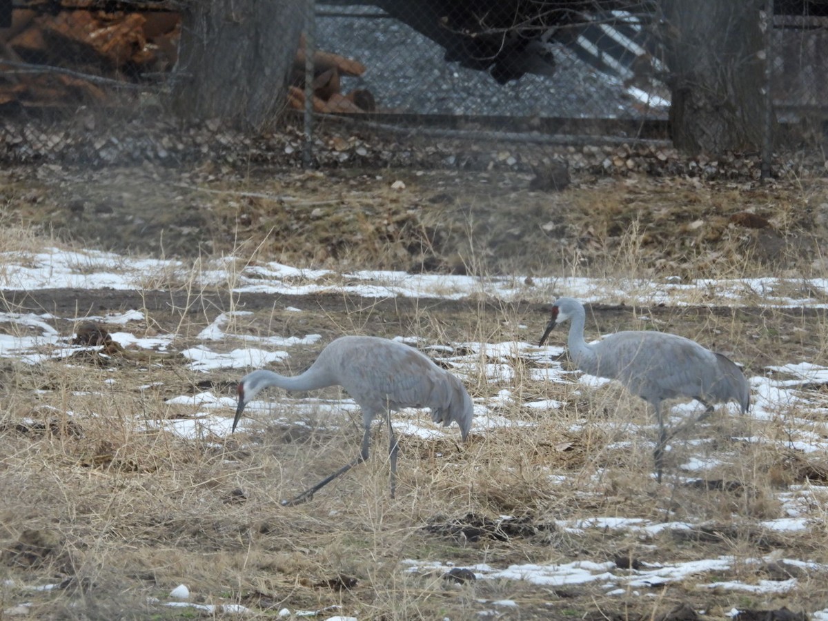 Sandhill Crane - ML522078551