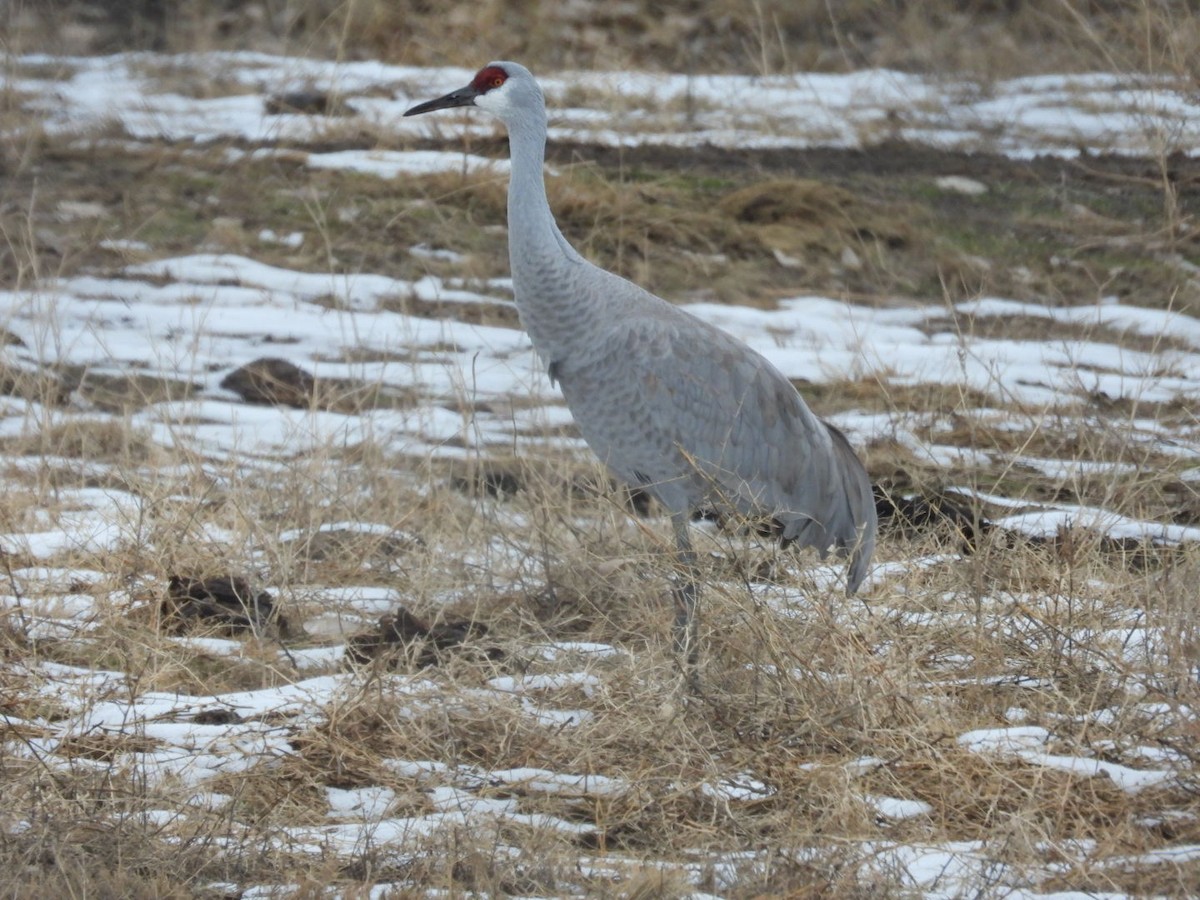 Sandhill Crane - ML522078561