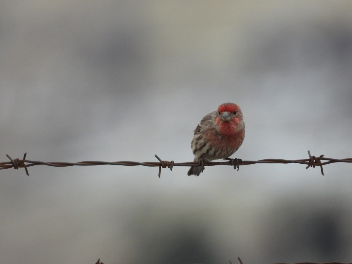 House Finch - ML522078651