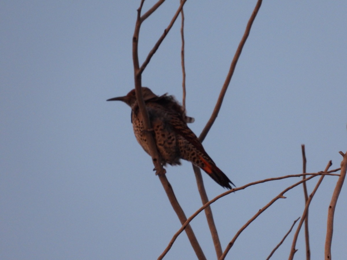 Northern Flicker - ML522079181