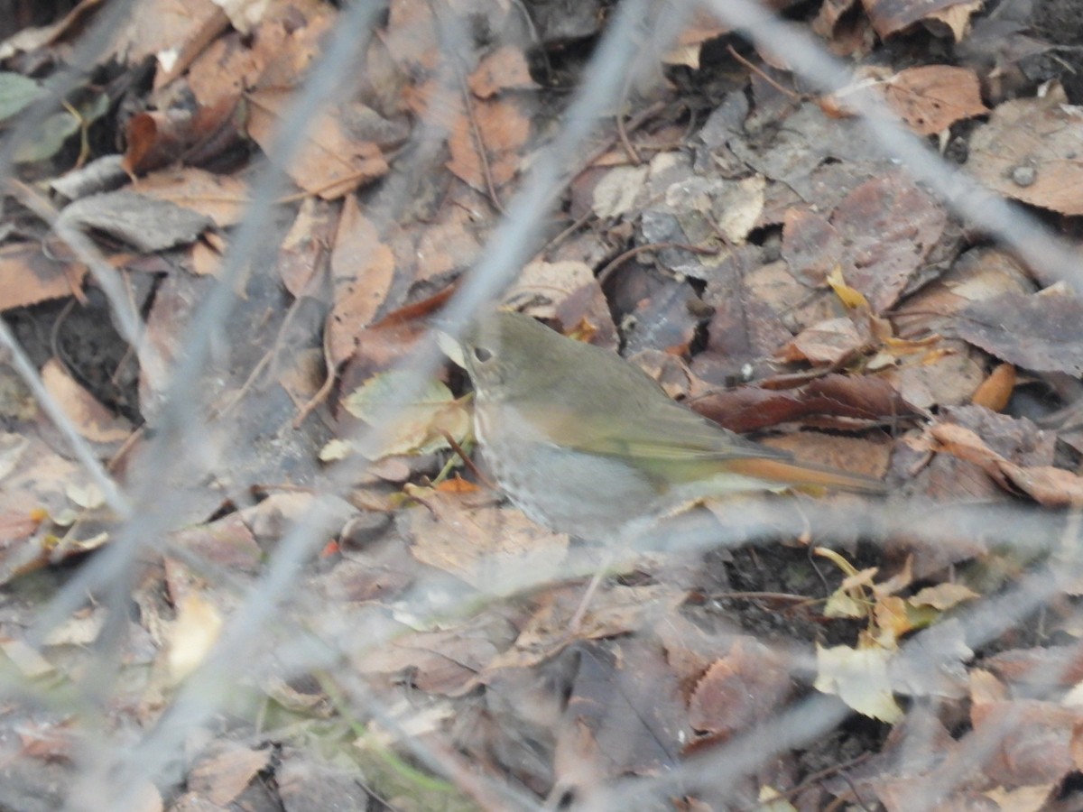 Hermit Thrush - ML522079251