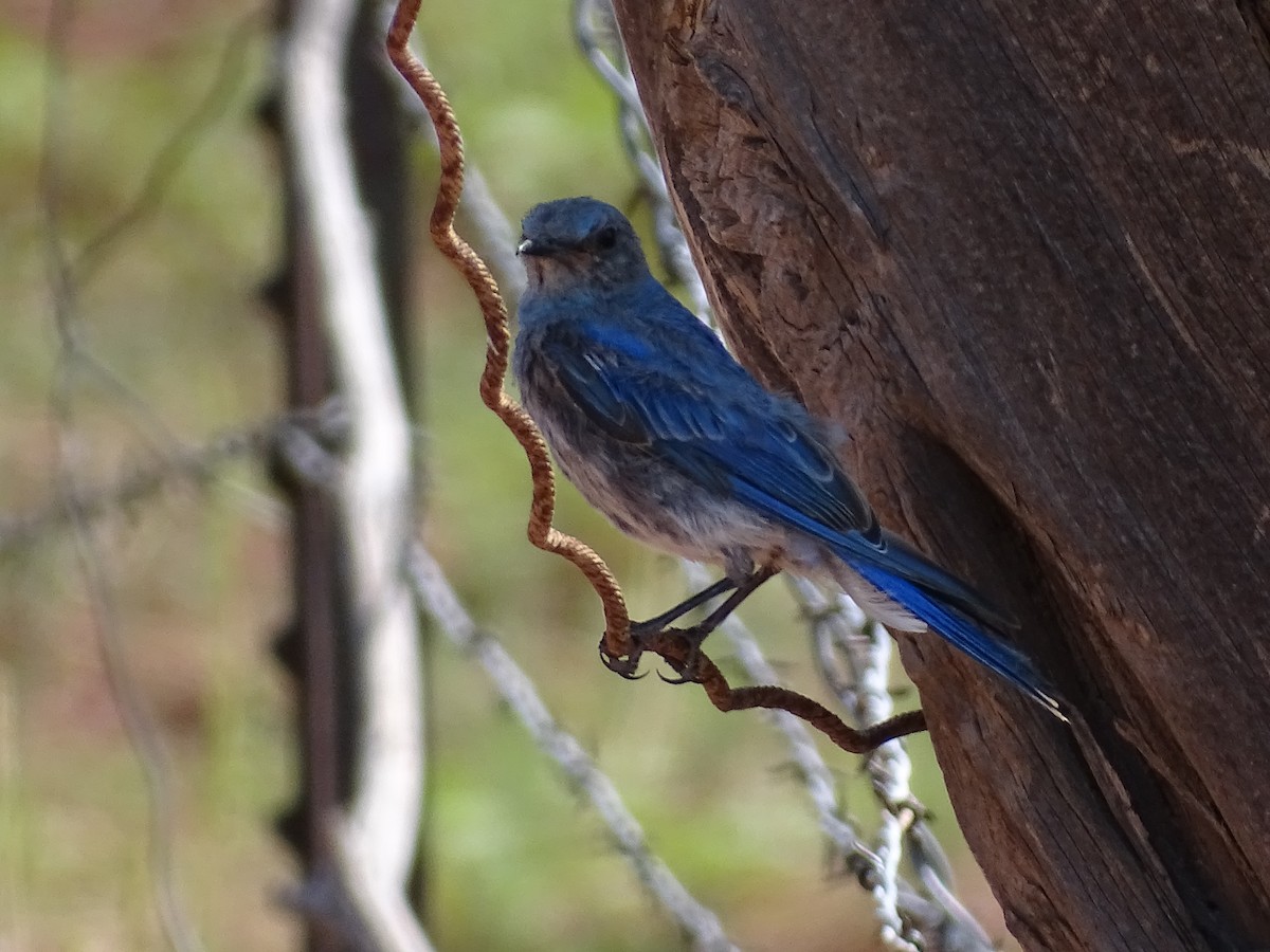 Woodhouse's Scrub-Jay - ML522080791