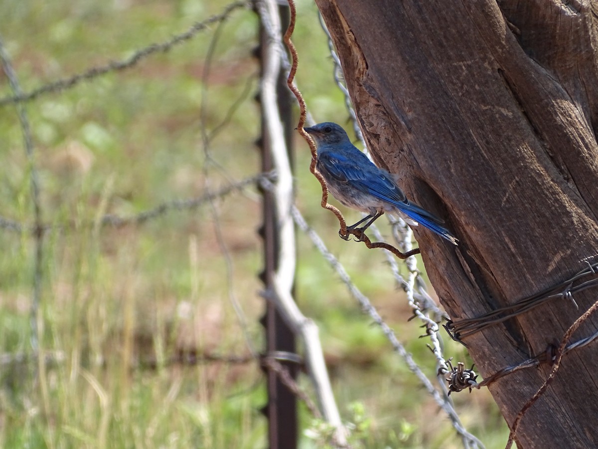 Woodhouse's Scrub-Jay - ML522080801