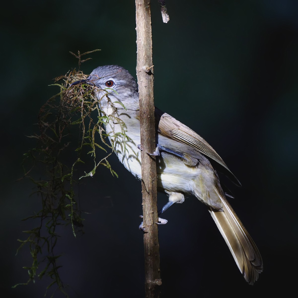 Yellow-streaked Greenbul - Mike Melton