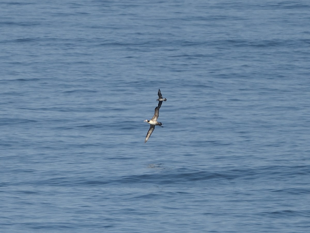 Albatros à queue courte - ML522083461