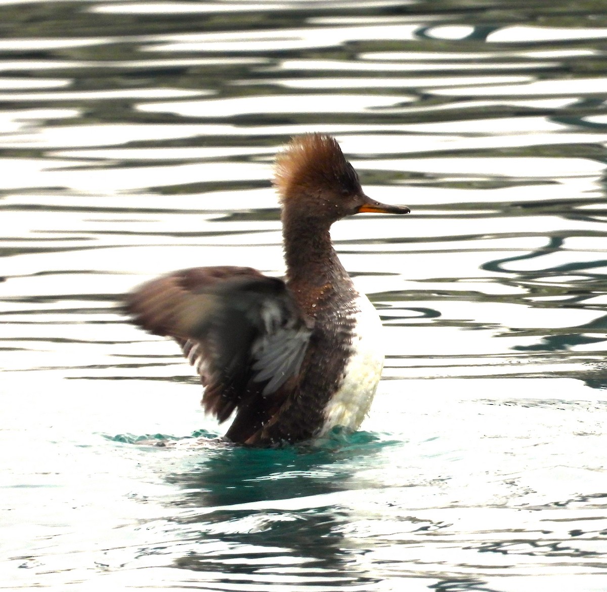 Hooded Merganser - ML522083581