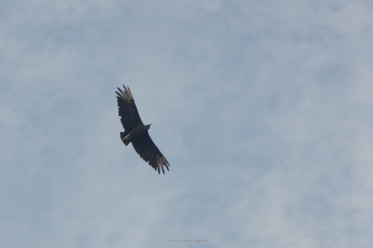 Black Vulture - ML522084241