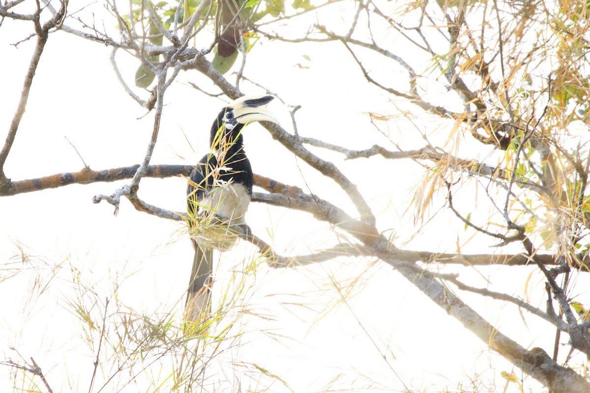 Oriental Pied-Hornbill - Krit Kruaykitanon 🦅