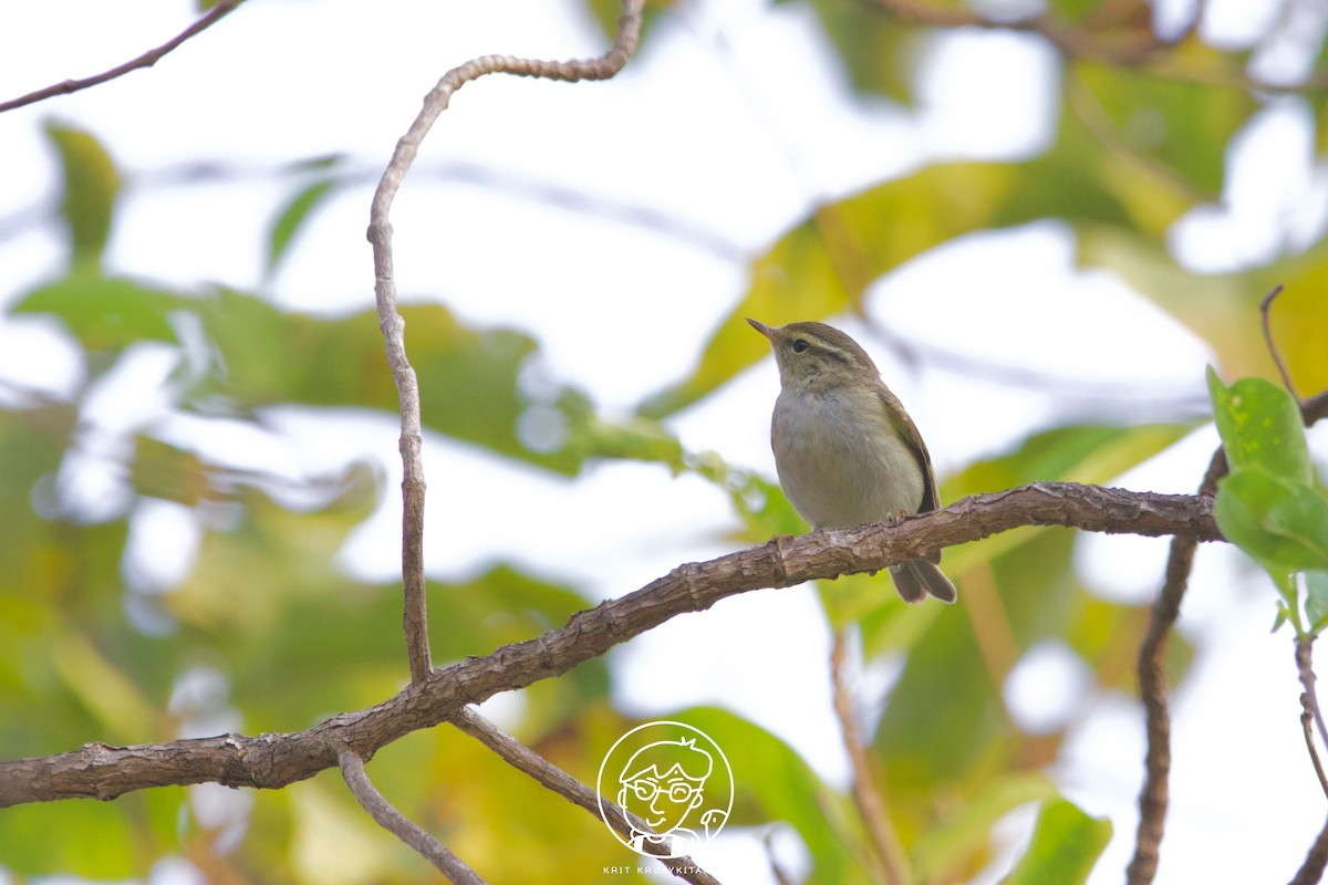 Yellow-browed Warbler - ML522084941
