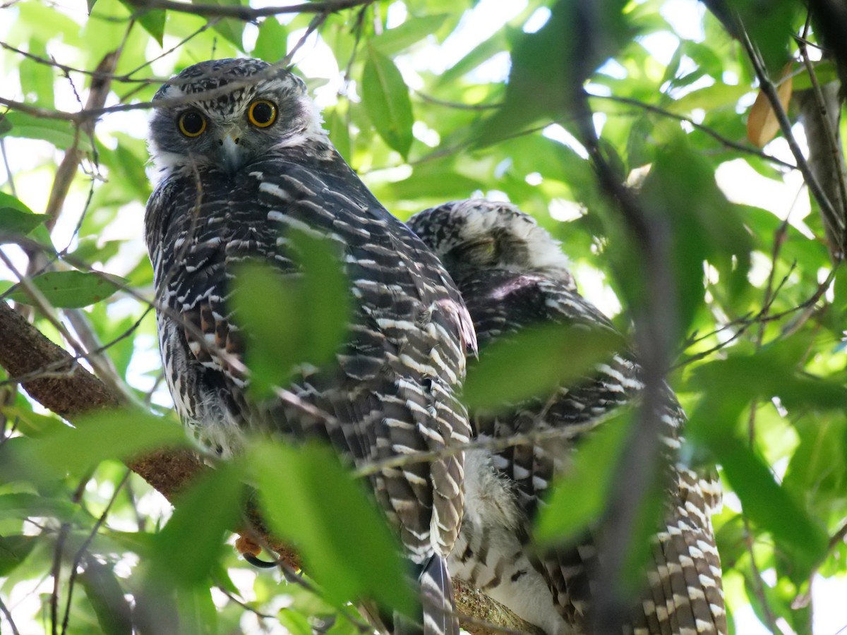 Powerful Owl - ML522085251